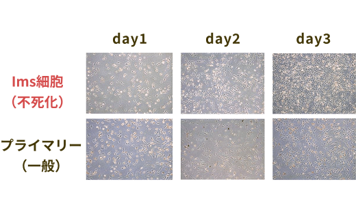 図：ImS（不死化）細胞は、3日間で細胞量が10.1倍に向上